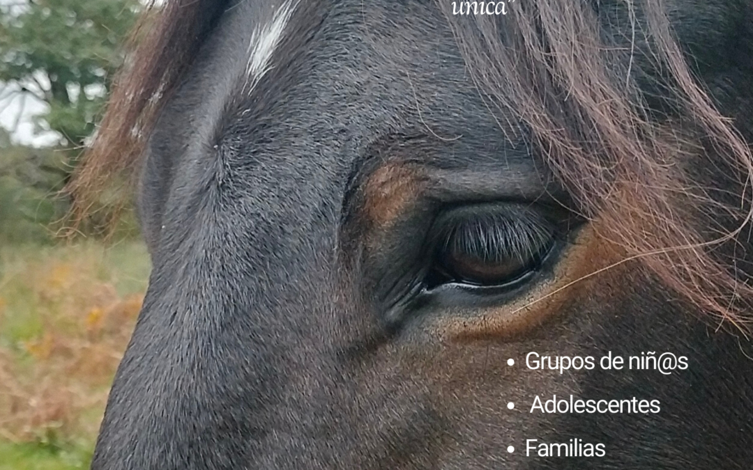 EXPERIENCIAS CON CABALLOS