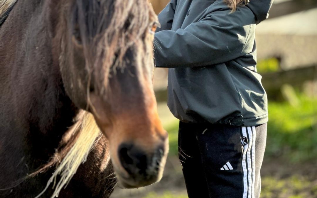 CABALLOS DEL BOSQUE